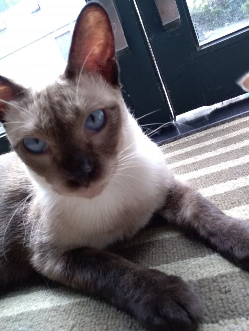 华为畅享7深度评测,华为手机畅享7评测