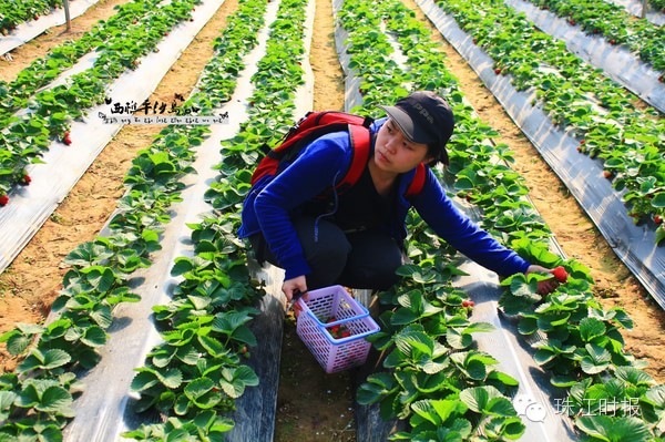 西樵地铁西樵站规划,西樵地铁站最新消息