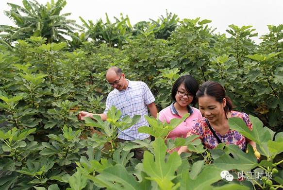 西樵地铁西樵站规划,西樵地铁站最新消息