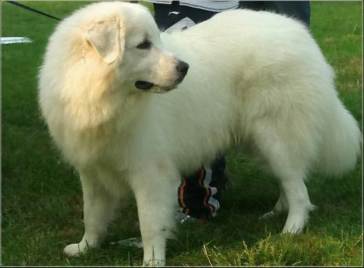 最厉害的白熊犬,世界上最有勇气和力量的犬