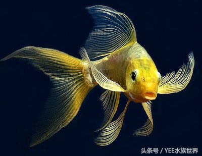 观赏鱼死鱼怎么处理最好,养鱼每天都死鱼怎么回事