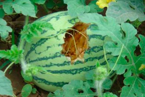 喜鹊祸害庄稼为什么国家要保护,喜鹊为什么泛滥了