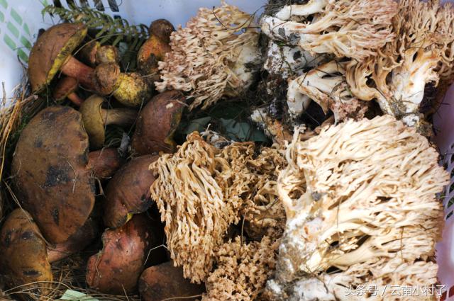 云南玉溪峨山彝人谷万亩竹海竹炭,彝人谷竹海攻略