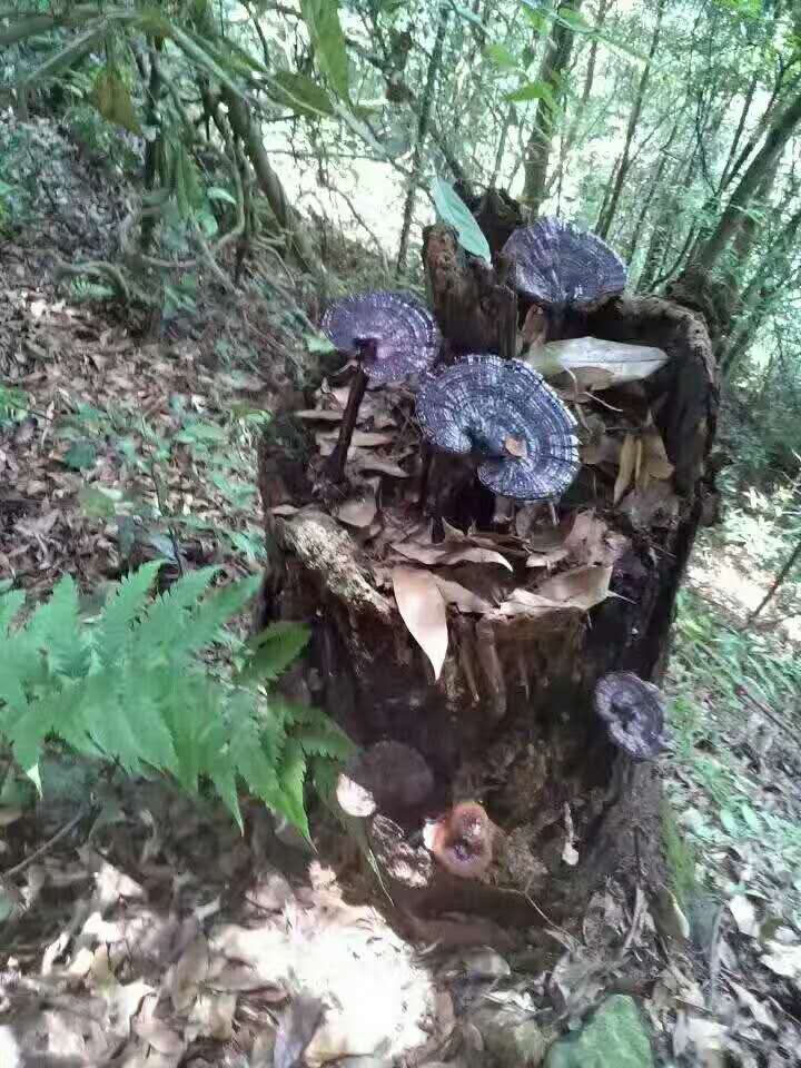 吃灵芝孢子粉,灵芝能吃吗