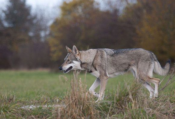盘点比较像狼的狗,跟狼长得像的狗都有哪些