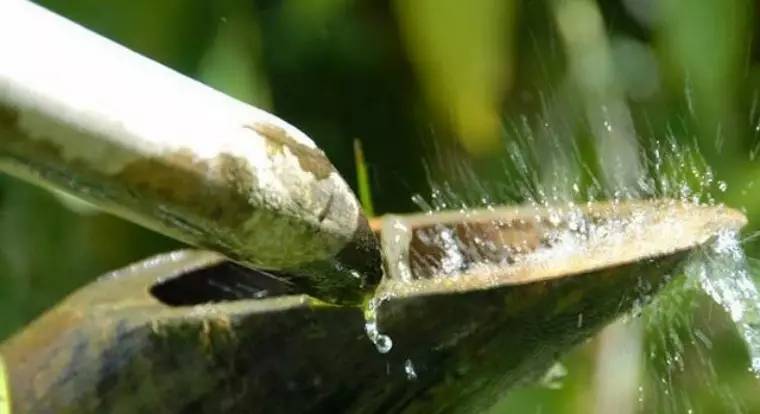 惊鹿｜竹·禅惊鹿