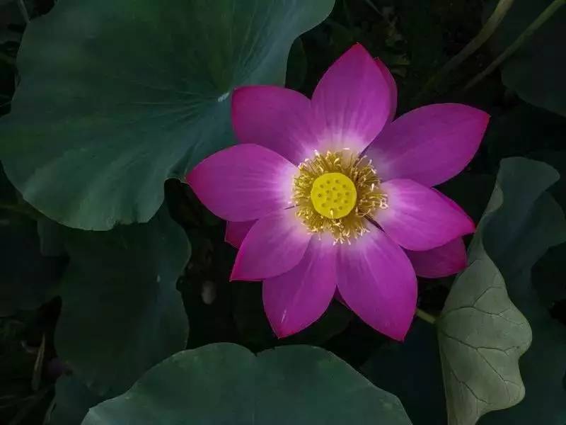 用手机拍照片的技巧,手机什么软件拍出来的照片最好看