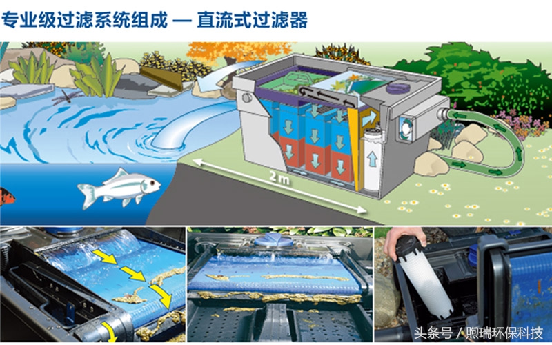 锦鲤鱼池生态循环过滤,锦鲤鱼池过滤系统视频