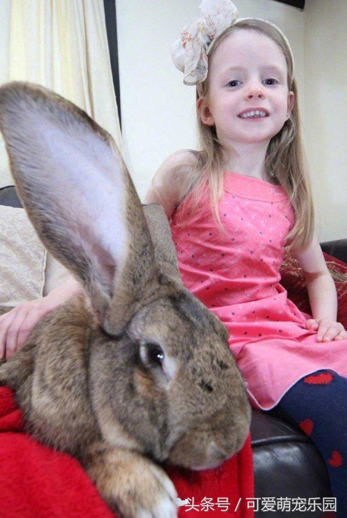 铲屎官你到底想怎么样,铲屎官你好怎么回复