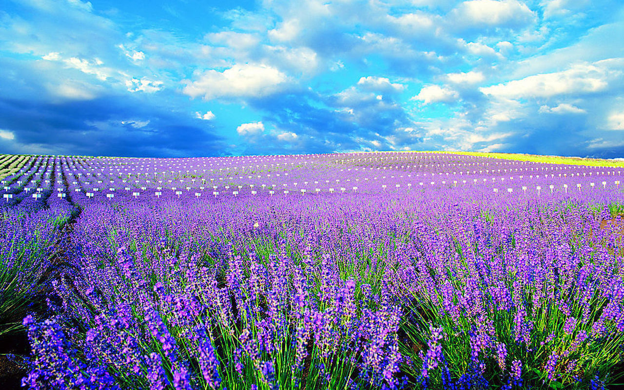 乳腺炎最怕一种草,专治乳腺炎的特效草