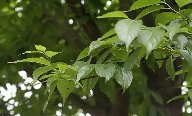 美白丸介绍视频,美白丸真实测评副作用小