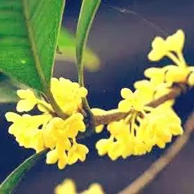 生活中简单易得的5种养颜花，好用又好吃！