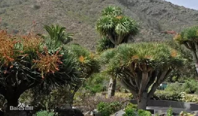 日本pola美白丸能淡黄褐斑吗,日本pola美白丸真假辨别