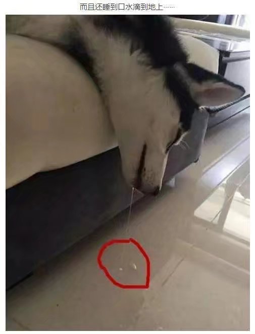 让二哈听话,让二哈自己在家待一天