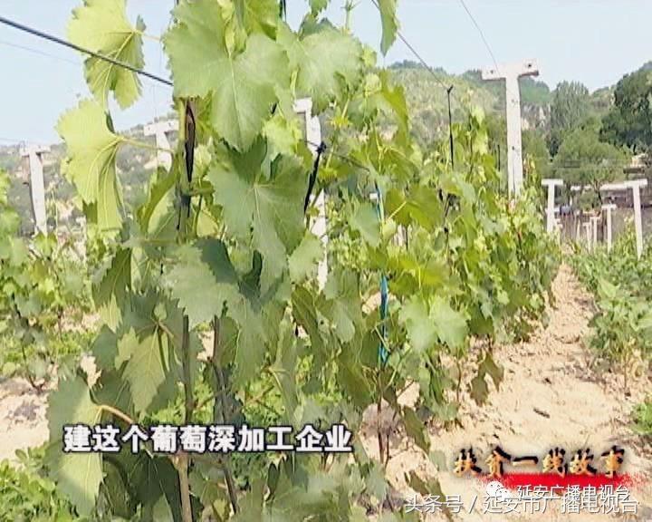 河北固安特色种植助农增收,特色种植促进农民增收措施