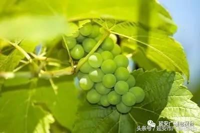 河北固安特色种植助农增收,特色种植促进农民增收措施