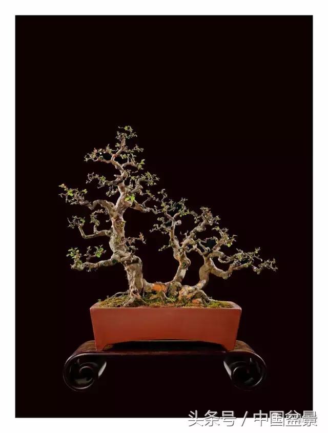 全国盆景拍卖前十 (盆景拍卖专场)