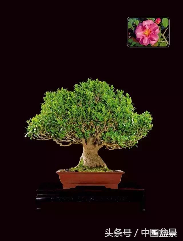 全国盆景拍卖前十 (盆景拍卖专场)