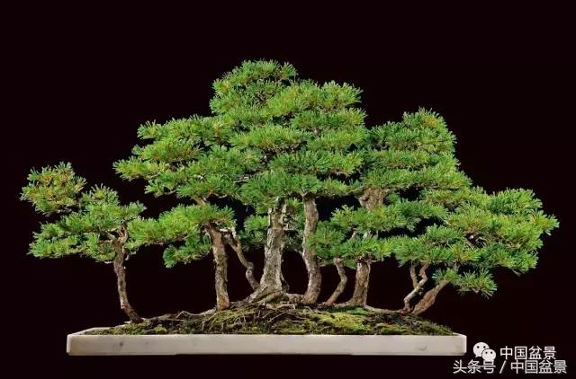 全国盆景拍卖前十 (盆景拍卖专场)