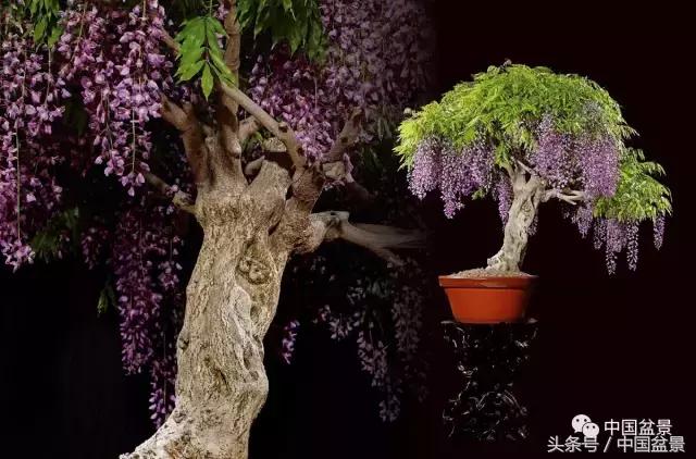 全国盆景拍卖前十 (盆景拍卖专场)