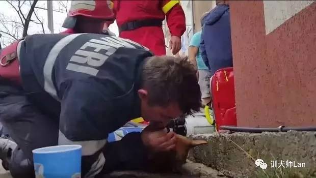 狗狗受伤了严重怎么处理,狗狗吃了不干净的怎么急救