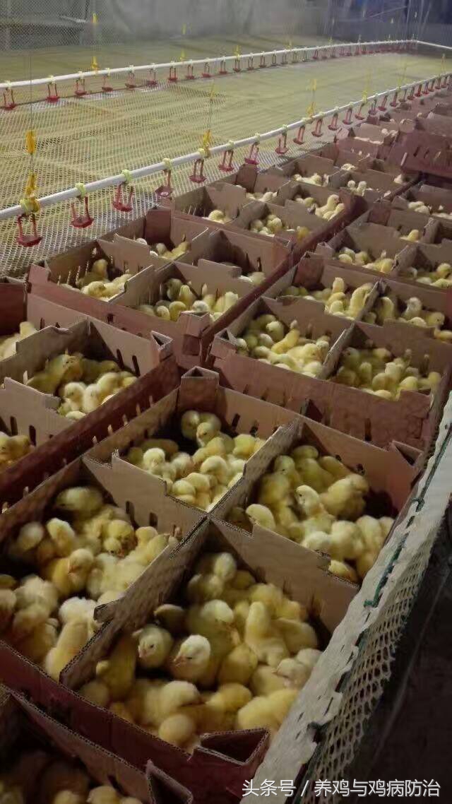 养鸡小知识雏鸡的日常管理,养鸡真假兽药教你两招辨别