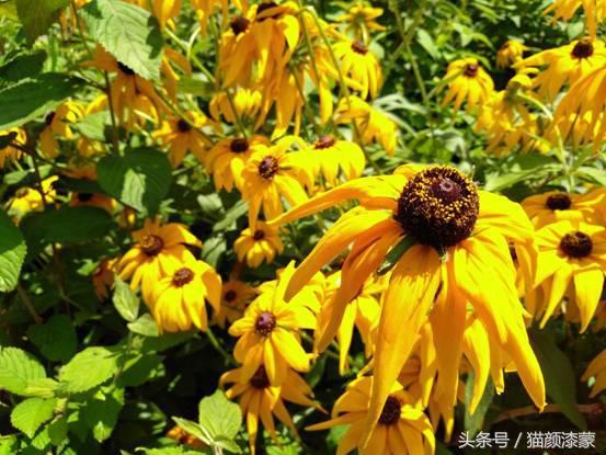 锐丽异类的上海之旅：坚果Pro畅玩迪士尼