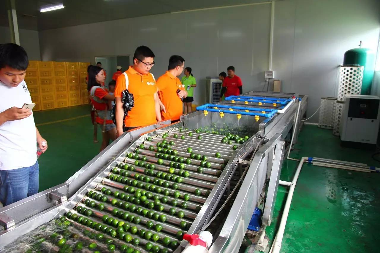 新会陈皮邀请赛,新会柑比赛