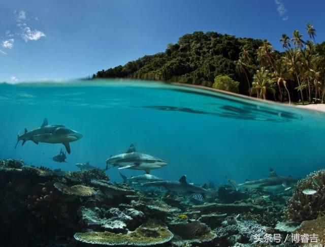 看过便爱上，斐济带来的这酸爽~