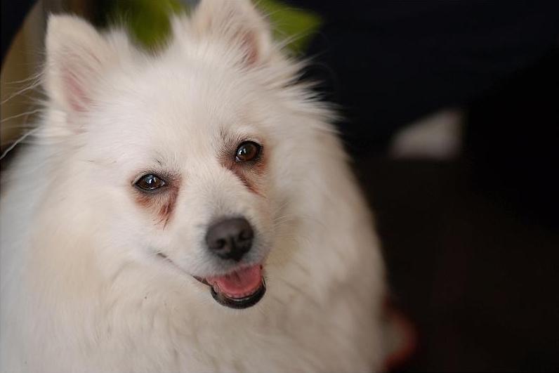 银狐犬大概多少钱,银狐犬一般多少钱一只呢