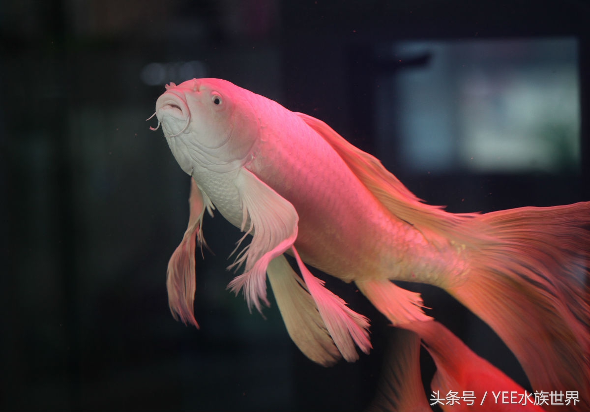 如何正确的饲养锦鲤,锦鲤饲养技巧大全