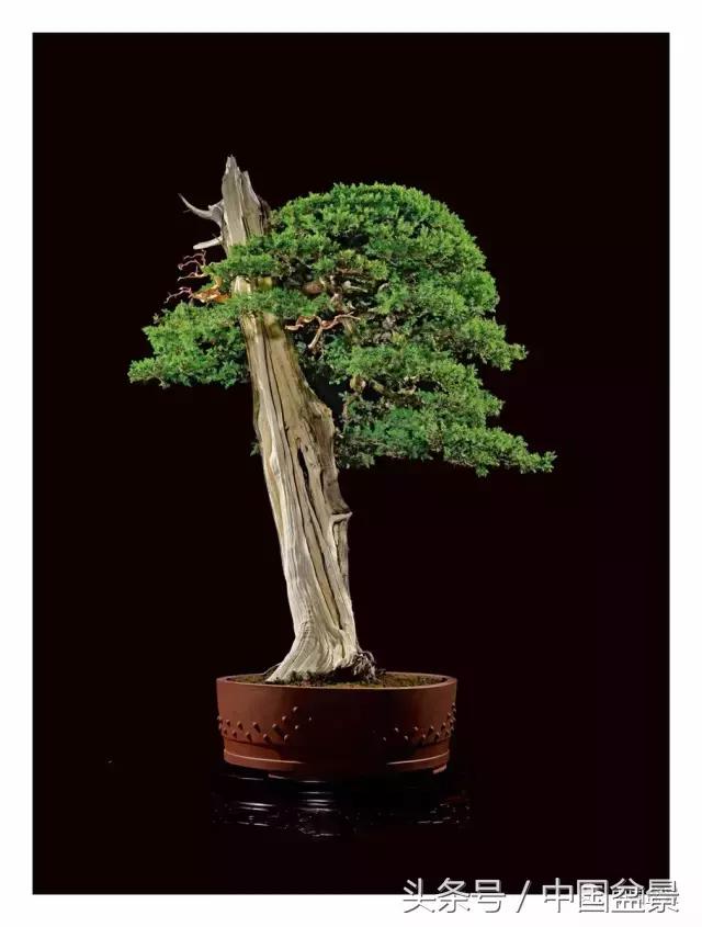 全国盆景拍卖前十 (盆景拍卖专场)