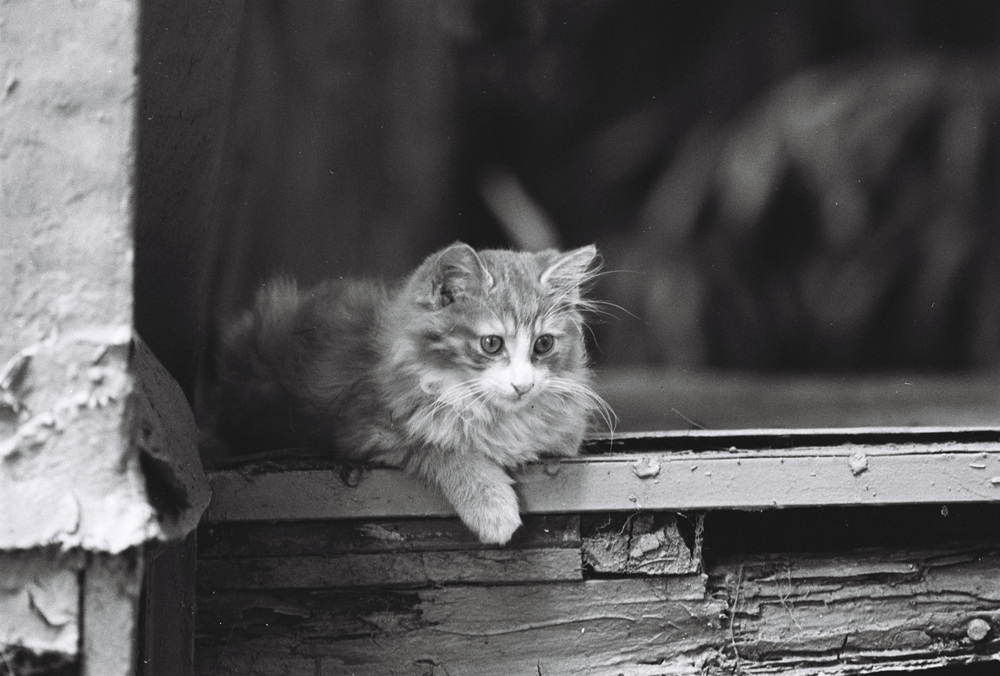 佳能300mmf4画质,佳能小炮镜头