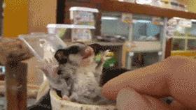 铲屎官你到底想怎么样,铲屎官你好怎么回复