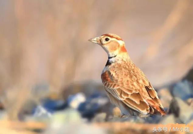 百灵鸟换羽期间可以喂鸡蛋吗,百灵鸟过冬注意什么