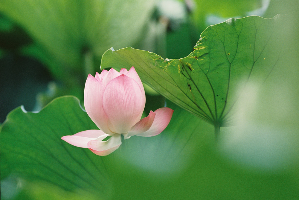 佳能300mmf4画质,佳能小炮镜头