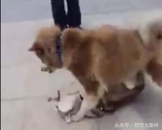 哈士奇阿拉斯加隔着笼子吵架,哈士奇和阿拉斯加吵架