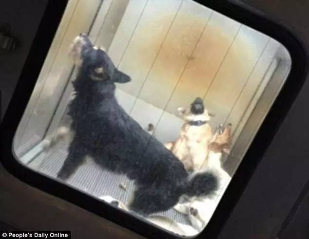 捕杀流浪猫狗的国家,大量捕杀流浪猫犯法吗