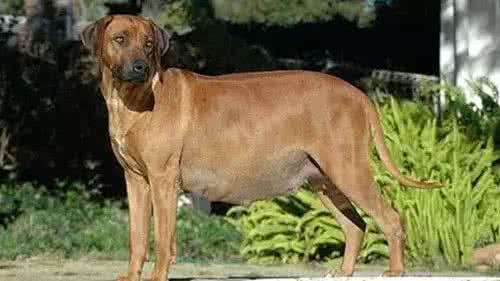 狗狗怀孕要注意哪些重要点,狗狗产后注意事项