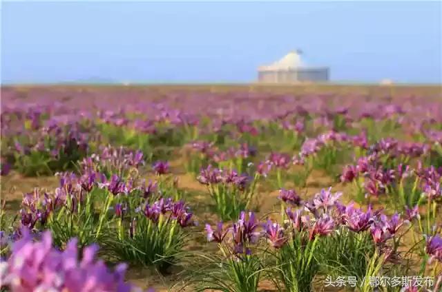 鄂尔多斯我的家完整版,我美丽的家乡鄂尔多斯