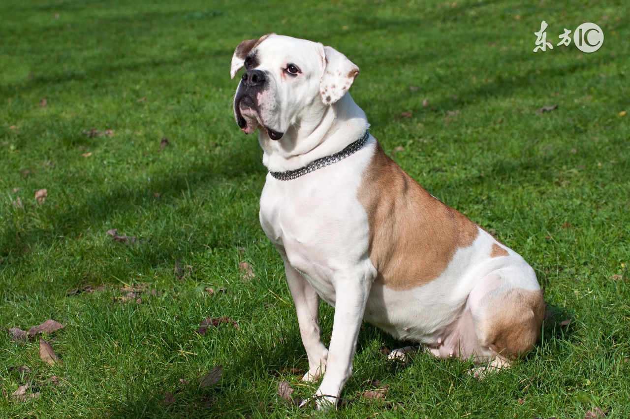 属狗的性格爱恨分明记仇,属狗的性格