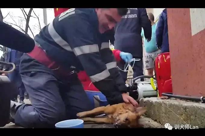 狗狗受伤了严重怎么处理,狗狗吃了不干净的怎么急救