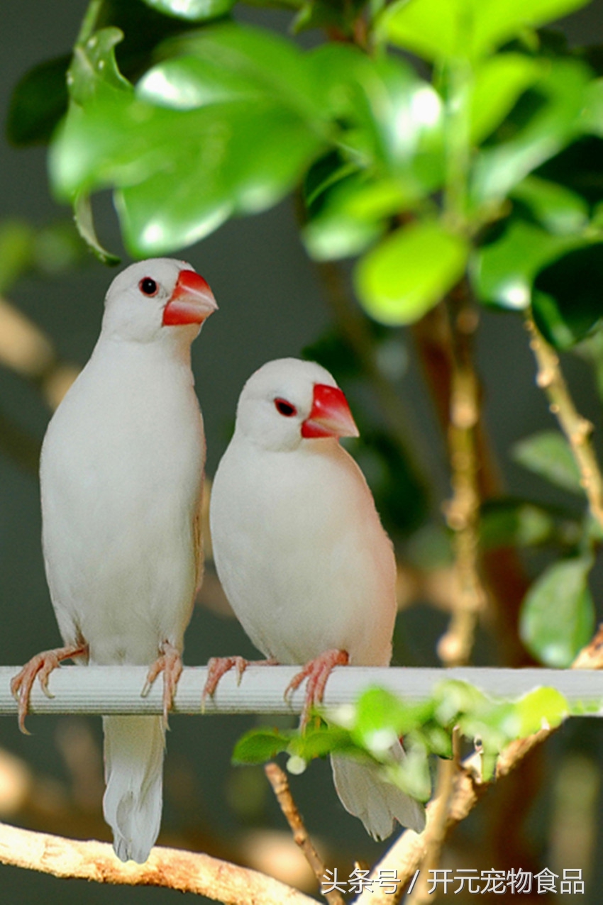 开元宠物食品旗舰店工厂,开元宠物鸟粮