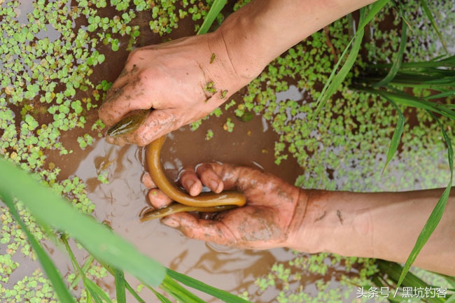 怎样钓黄鳝视频大全,怎样钓黄鳝鱼