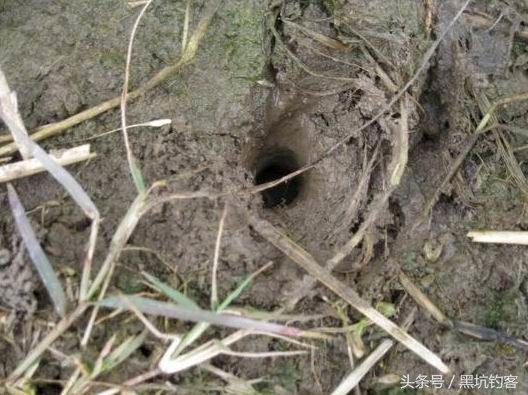 怎样钓黄鳝视频大全,怎样钓黄鳝鱼