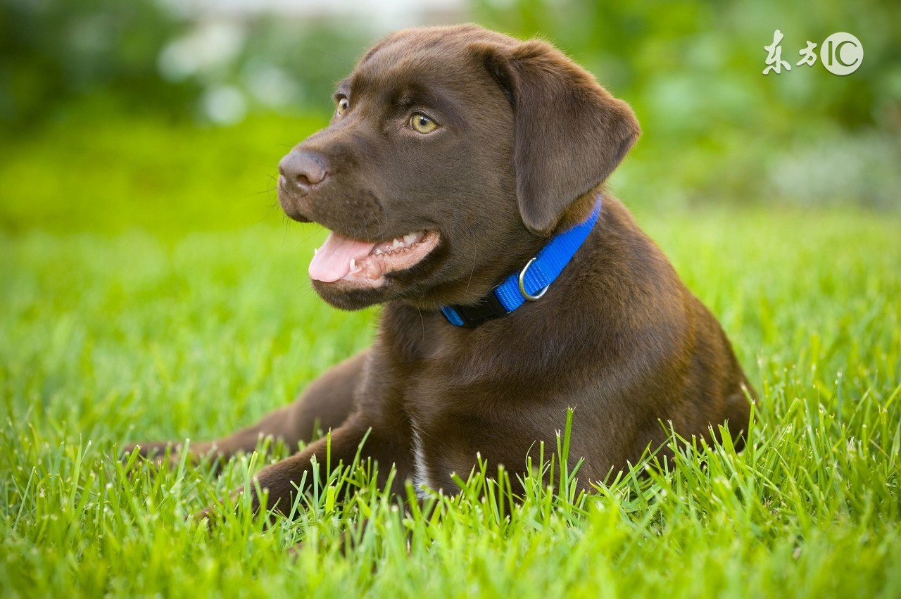 属狗的性格爱恨分明记仇,属狗的性格