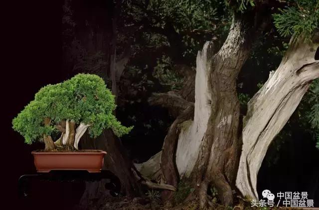 全国盆景拍卖前十 (盆景拍卖专场)