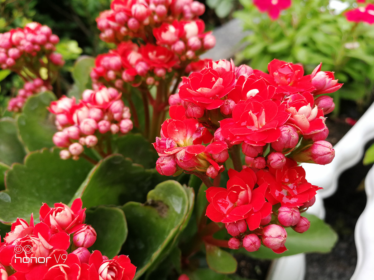 荣耀9或v9值得购买吗,荣耀v9荣耀9哪个好