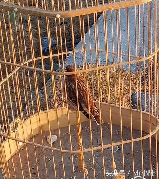 百灵鸟换羽期间可以喂鸡蛋吗,百灵鸟过冬注意什么