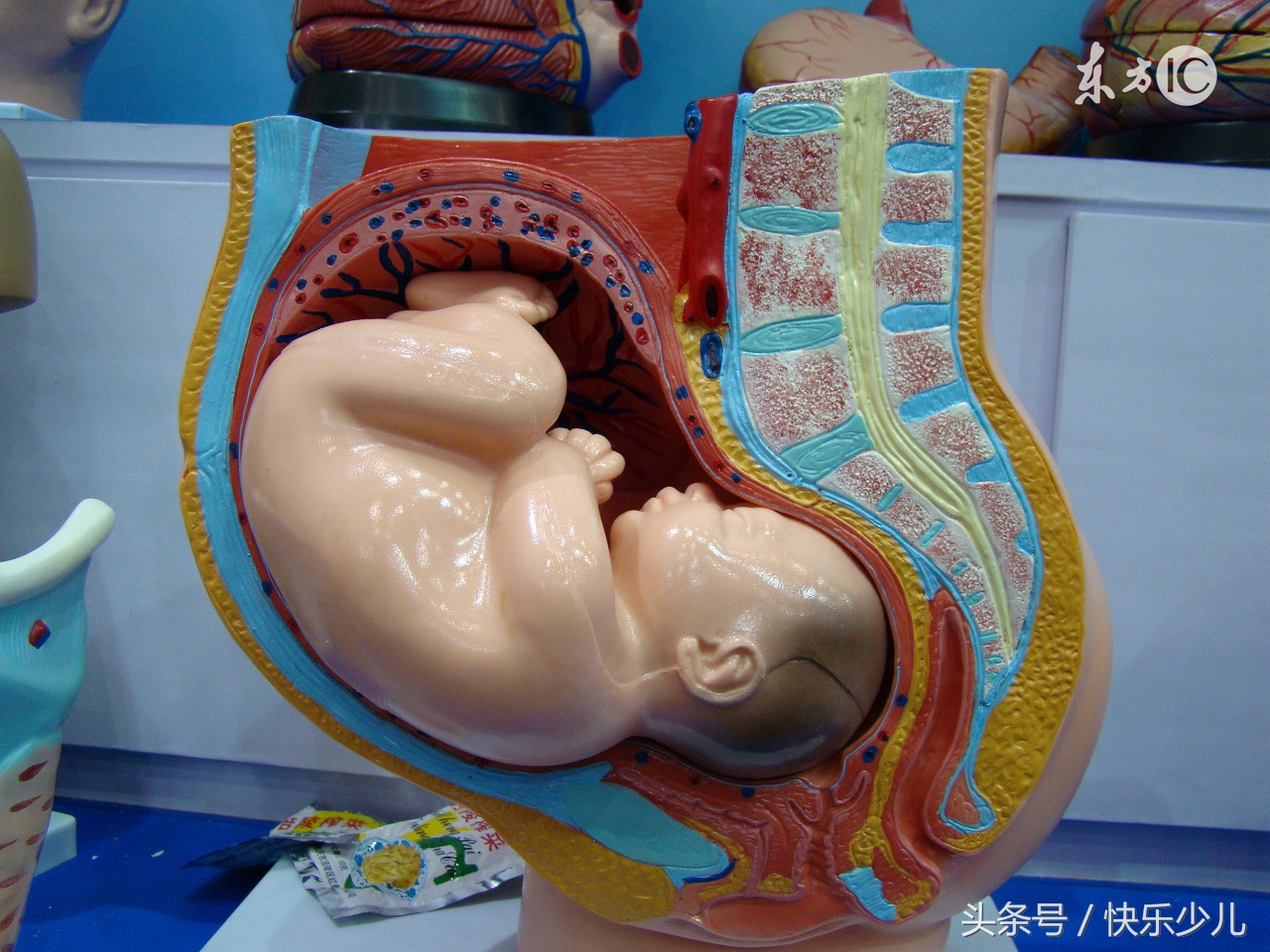 为什么产妇分娩时要切开会阴？侧切对产妇有损害吗